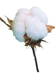 Cotton now at Commodity Market