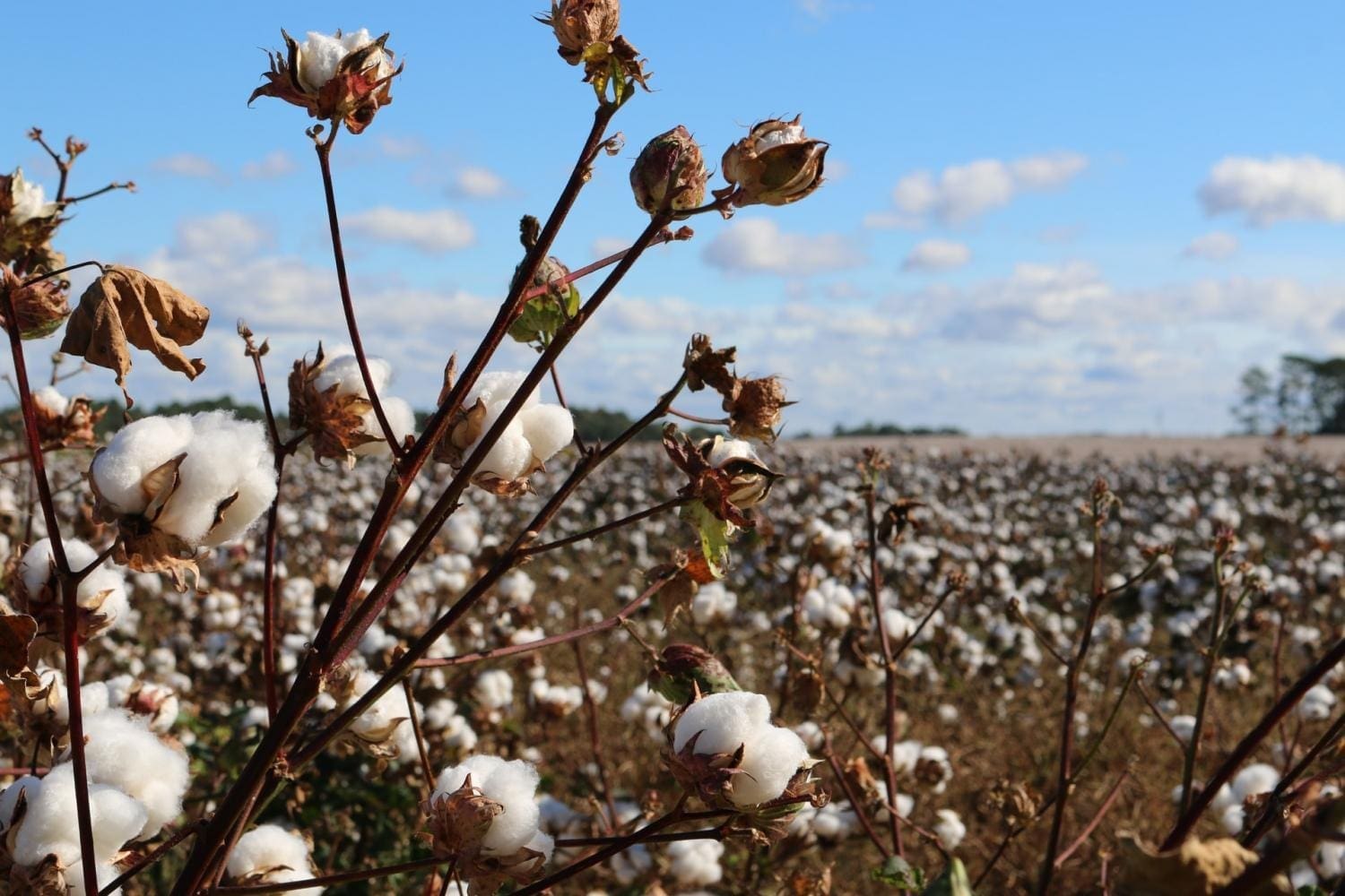 BTMA Depends more on Quality African Cotton