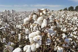 China to be the World’s Largest Importer of Cotton Lint in 2019-20