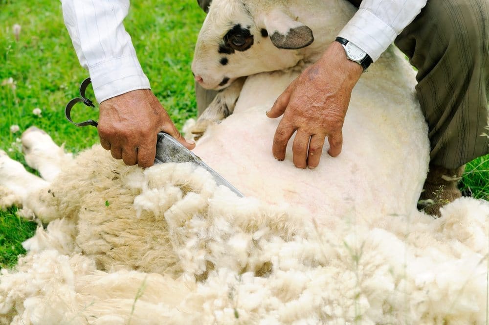 Australian Wool Industry Amid COVID-19