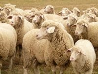 Best Sheep Breeds in India for Highest Wool