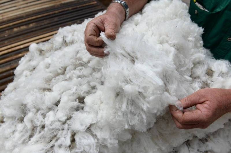Halt in Auctions Gives Wool Market Breathing Space