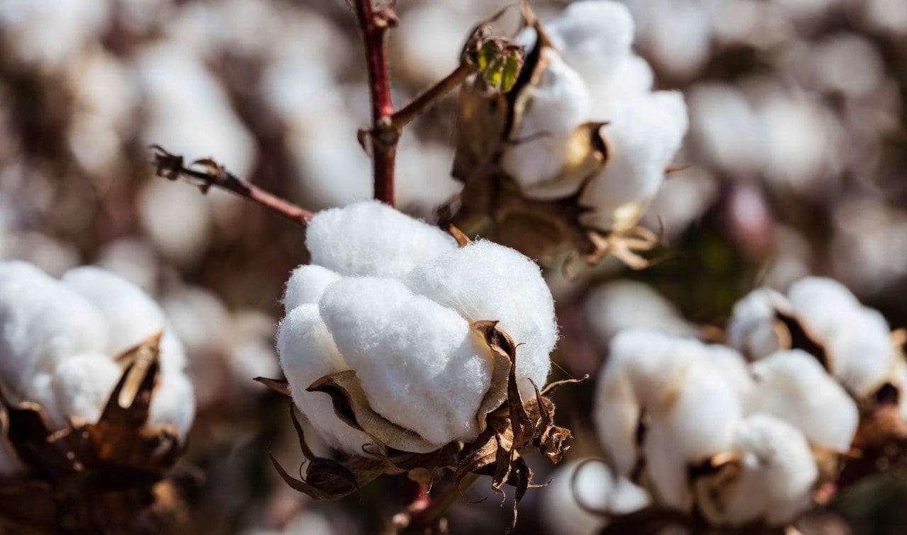 The textile industry has petitioned Union Minister Nirmala Sitharaman to eliminate the cotton import tariff