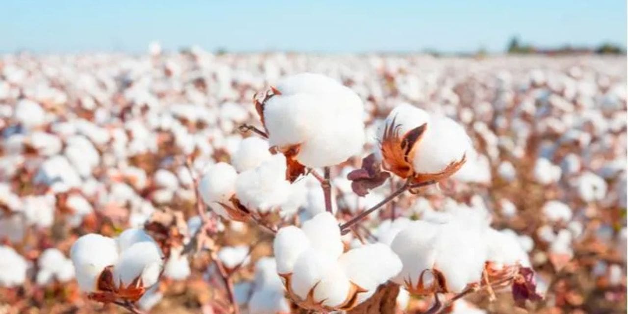 CAI further cuts India’s 2022-23 cotton output to below 300 lakh bales