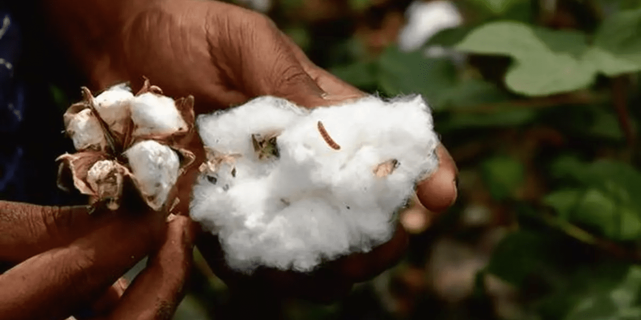 Minimum Support Price Boost Might Stabilise Cotton Rates